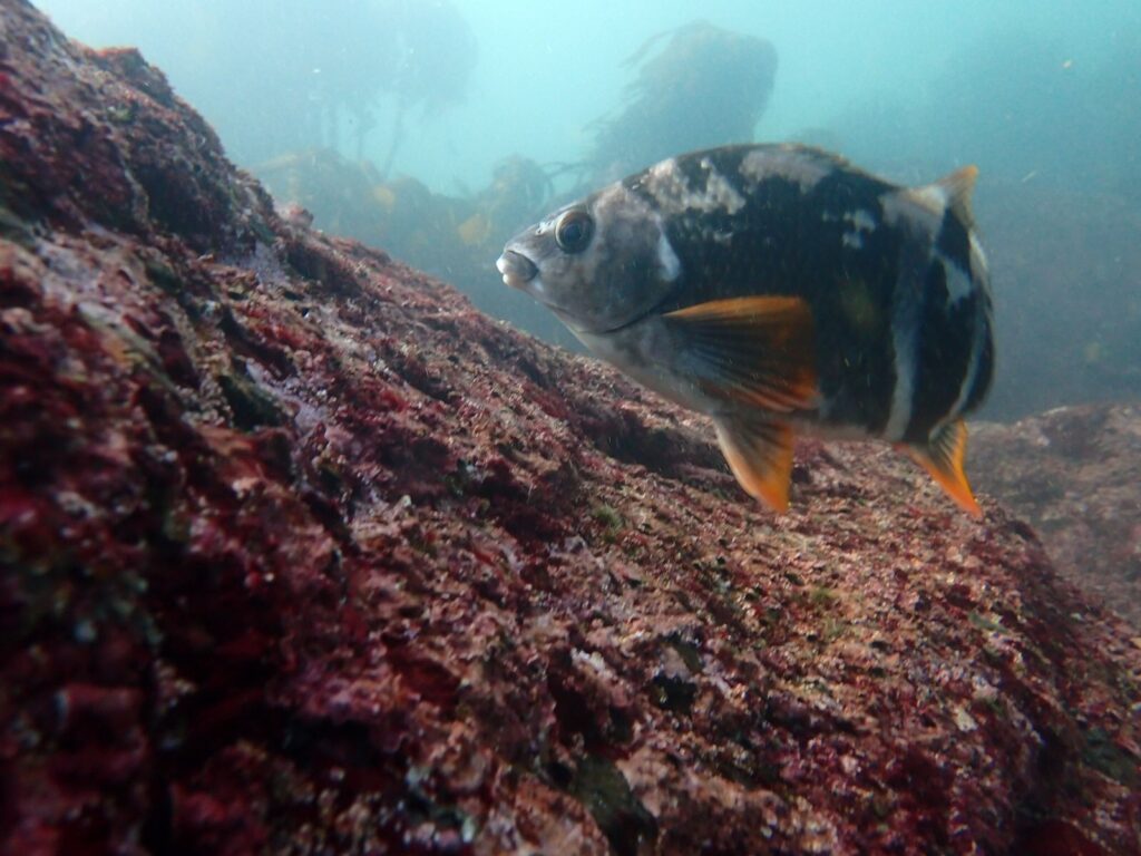 Ecología de Peces Costeros