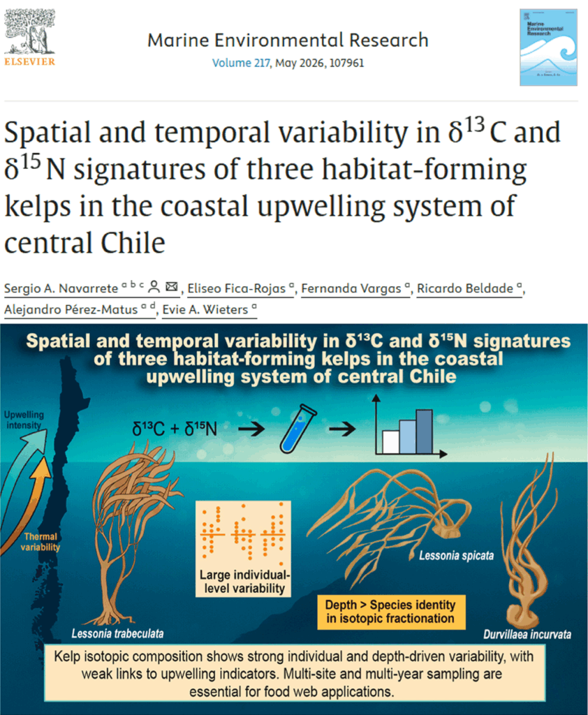 Spatial and temporal variability in δ13C and δ15N signatures of three habitat-forming kelps in the coastal upwelling system of central Chile.